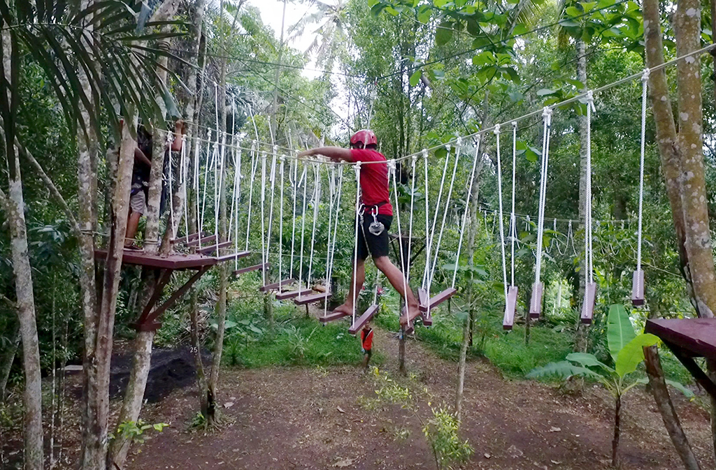 2 in 1 Package - Tree Top